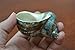 Pearl Green Jade Turbo Sea Shell Hermit Crab 2 1/2