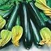 Summer Squash Black Beauty Zucchini Certified Organic Heirloom Seeds 25 Seeds
