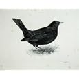 1909 THE BLACKBIRD TURDUS MERULA MALE BIRD PLATE