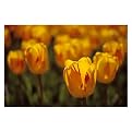 Gallery Wrapped Tulips on Fire by Kurt Shaffer - (18 x 24")