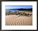 Dune Plants and Beach, Robberg Nature and Marine Reserve, Plettenberg Bay, South Afri...