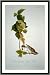 Historic Print (M): Crimson Fronted Purple Finch