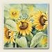 Kitchen & Housewares : Artworks Home Accents ~ Sunflowers Sunshine Absorbastone Coasters