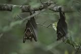Creature Features