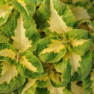 Outsidepride Coleus Versa Green Halo - 20 Seeds Outsidepride Coleus Versa Green Halo - 20 Seeds