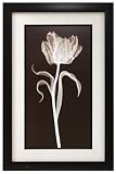 Framed print of botanical photograph by Jim Wehtje