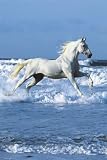 Review 1art1 GmbH  / Posters: Horses Poster - Ride On The Beach (36 x 24 inches)
