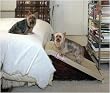 HalfStep II Multi-Purpose Pet Ramp