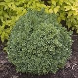 Blauer Heinz Boxwood - Buxus - Dense Hedge or Bonsai