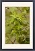 Framed Prints of Hornbeam in fruit, showing large bracts from Ardea Wildlife Pets