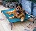 Coolaroo 329938 3 feet 6 inch x 2feet 6inch Large Steel Framed Pet Bed - Brunswick Green Cover