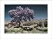 Wisteria Tree Art Poster PRINT Evelyn Hammond 24x18