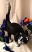 Large Cast Iron Cat Doorstop Black & White