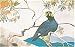 Javan Hill Mayna Bird Postcard