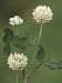 White Clover Flowers, Trifolium Repens, North America Photographic Poster Print by Derrick Ditchburn, 30x40