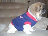 Joybies Patriotic T Shirt (for Male or Female XX Small Dog Measuring 9-11 From Collar to Base of Tail)