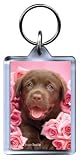 Outdoor Living : Dozer - Chocolate Labrador Keyring by Rachael Hale