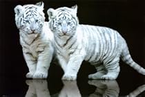 White Tiger Cubs Photography Poster Print, 36x24
