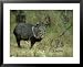 Collared Peccary(Javelina), Tayassu Tajacu, Texas Framed Art Poster Print by Alan And...