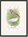 Black Framed/Matted Print 17x23, Java Sparrow