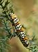 Colorful Webworm Moth Climbs Along the Branches of a Bush, Lincoln, Nebraska Photogra...