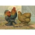 Partridge Cochins - 16x24 Giclee Fine Art Print framed in Gold (20x30 finished)