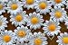 100 White Silk Daisy Flowers 1 inch