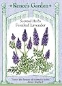 Lavender Seeds - Fernleaf