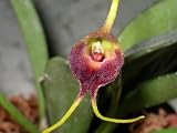 Masdevallia Infracta Flutter-By Hybrid Orchid Plant EASY TO GROW!