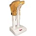 Weston Prago Trade 68-0101-W Hy'nDRY Boot Shoe Dryer