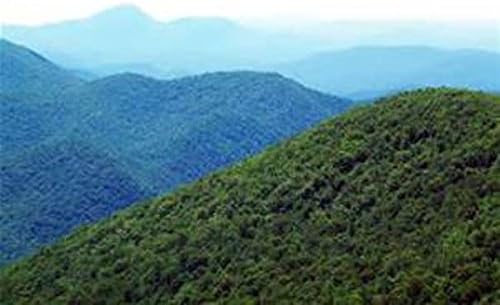 (3)Smokey Mountain Grown Evergreen eastern white Pine 20" to 22" transplant Starter tree seedlings