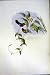 1990 Hummingbirds Aphantochroa Gularis Leucippus Fallax