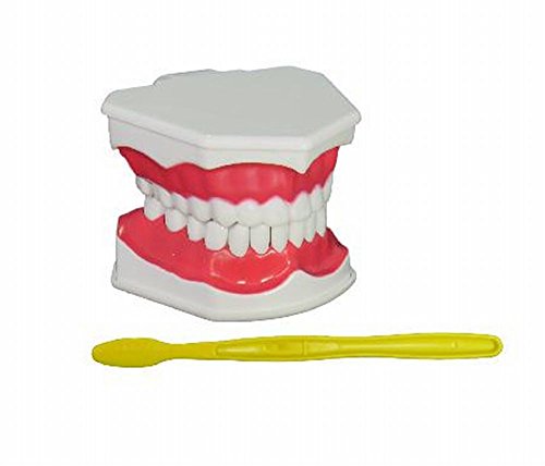 M3 歯列 模型 開閉式 はみがき 練習 教育 学習 指導 に (中型)