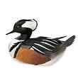 Courting Hooded Merganser