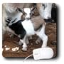 Farm Animals - Pygmy goat family - Mouse Pads