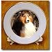 Dogs Sable Border Collies - Sable Border Collie - Plates