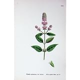 植物学の植物 C1902 の鈍入った真新しいハッカのハーブの花