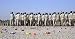 Wallmonkeys Peel and Stick Wall Decals - Candy Covers the Parade Grounds during a Pass in Review at an Iraqi Air Force Officer Graduation Ceremony. - Removable Graphic