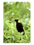 Regent Bowerbird, Male, Australia Photographic Poster Print by Kenneth Day, 24x32