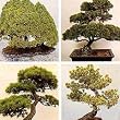 bonsai trees for sale