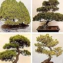 Bonsai Conifers Trees Mixed