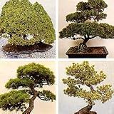 41ak4To21oL. SL160  Bonsai Conifers Trees Mixed
