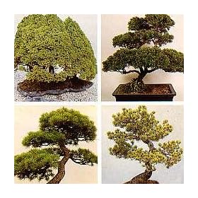 Bonsai Conifer Trees