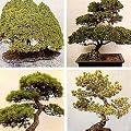 Bonsai Conifer Trees