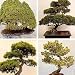 Bonsai Conifers Trees Mixed