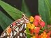 Gulf Fritillary Butterfly on Milkweed Flowers, Florida Photographic Poster Print by Maresa Pryor, 30x40