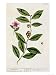 Green Tea, Plate 351 from A Curious Herbal, Published 1782 Art Giclee Poster Print by Elizabeth Blackwell, 18x24