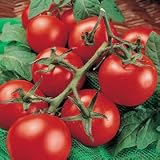 Tomato Moneymaker