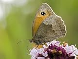 Meadow Brown Butterfly Feeding on Marjoram, Hertfordshire, England, UK Photographic Poster Print by Andy Sands, 30x40
