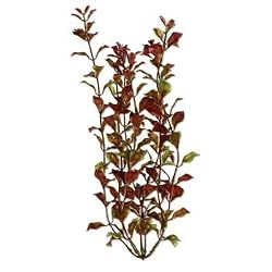 TETRA WW 12" ROTALA PLANT